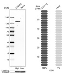 Western blot analysis in human cell lines Caco-2 and HeLa using Anti-CGN antibody. Corresponding CGN RNA-seq data are presented for the same cell lines. Loading control: Anti-GAPDH.