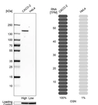 Western blot analysis in human cell lines Caco-2 and HeLa using Anti-CGN antibody. Corresponding CGN RNA-seq data are presented for the same cell lines. Loading control: Anti-GAPDH.