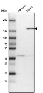 Western blot analysis in mouse cell line NIH-3T3 and rat cell line NBT-II.