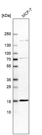 Western blot analysis in human cell line MCF-7.