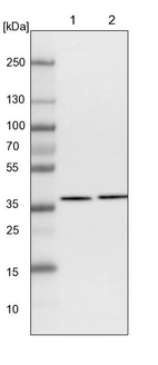 Lane 1: NIH-3T3 cell lysate (Mouse embryonic fibroblast cells)_br/_Lane 2: NBT-II cell lysate (Rat Wistar bladder tumour cells)