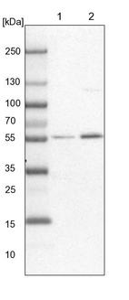 Lane 1: NIH-3T3 cell lysate (Mouse embryonic fibroblast cells)_br/_Lane 2: NBT-II cell lysate (Rat Wistar bladder tumour cells)