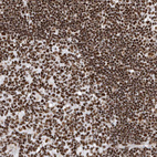 Immunohistochemical staining of human lymphoid tissues shows strong nuclear positivity in lymphocytes.