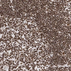 Immunohistochemical staining of human lymphoid tissues shows strong nuclear positivity in lymphocytes.