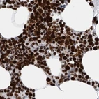 Immunohistochemical staining of human bone marrow using Anti-BCLAF1 antibody HPA027770.