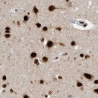 Immunohistochemical staining of human cerebral cortex using Anti-BCLAF1 antibody HPA027770.
