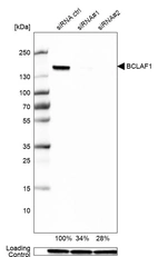 Western blot analysis in U-251MG cells transfected with control siRNA, target specific siRNA probe #1 and #2, using Anti-BCLAF1 antibody. Remaining relative intensity is presented. Loading control: Anti-GAPDH.