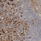 Anti-IDO1 Antibody