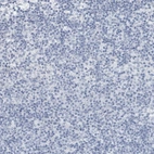 Immunohistochemical staining of human lymph node shows negative cytoplasmic positivity in non-germinal center cells as expected.