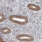 Immunohistochemical staining of human endometrium shows moderate cytoplasmic positivity in glandular cells.