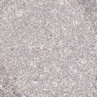 Immunohistochemical staining of human tonsil shows no positivity in germinal center cells as expected.