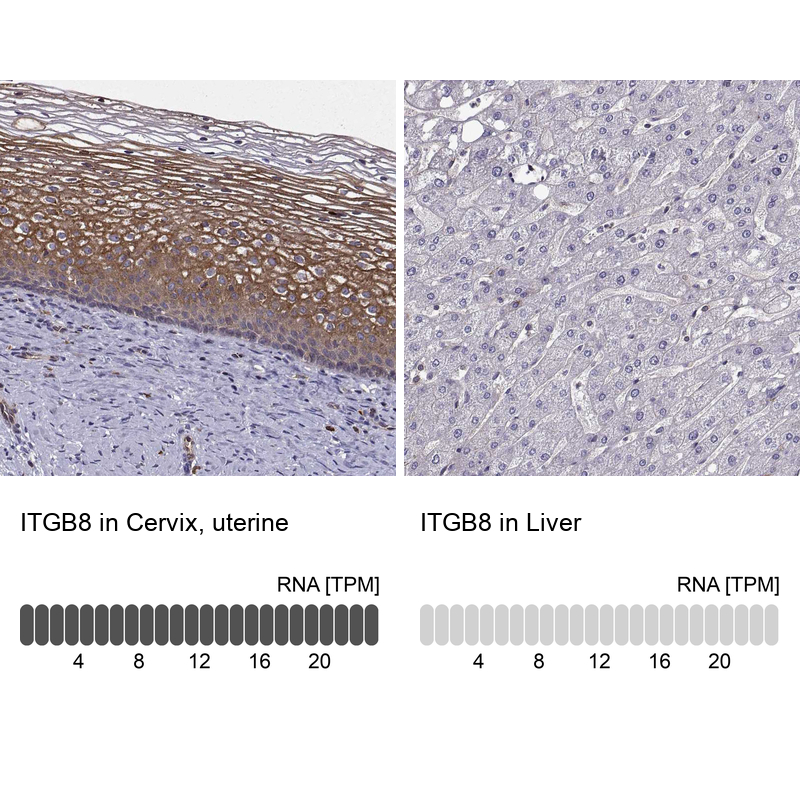 Anti-ITGB8 Antibody