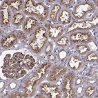 Immunohistochemical staining of human kidney shows strong membranous positivity in cells in tubules.