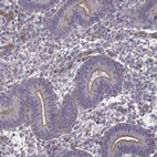 Immunohistochemical staining of human endometrium shows strong membranous positivity in glandular cells.