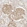 Anti-NEO1 Antibody
