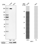 Western blot analysis in human cell lines A-549 and HeLa using Anti-NEO1 antibody. Corresponding NEO1 RNA-seq data are presented for the same cell lines. Loading control: Anti-PARP1.
