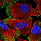 Immunofluorescent staining of human cell line U-2 OS shows localization to nucleoplasm & plasma membrane.
