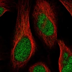 Immunofluorescent staining of human cell line U-2 OS shows localization to nucleus.