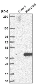 Western blot analysis in control (vector only transfected HEK293T lysate) and FAM212B over-expression lysate (Co-expressed with a C-terminal myc-DDK tag (~3.1 kDa) in mammalian HEK293T cells, LY412757).