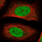 Immunofluorescent staining of human cell line U-2 OS shows localization to nucleoplasm.