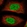 Anti-RSC1A1 Antibody