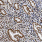 Anti-IRF2BP2 Antibody
