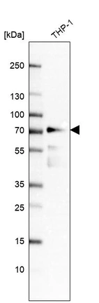 Western blot analysis in human cell line THP-1.