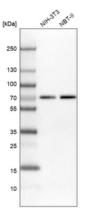 Western blot analysis in mouse cell line NIH-3T3 and rat cell line NBT-II.