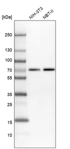 Western blot analysis in mouse cell line NIH-3T3 and rat cell line NBT-II.