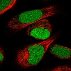 Immunofluorescent staining of human cell line U-2 OS shows localization to nucleus.