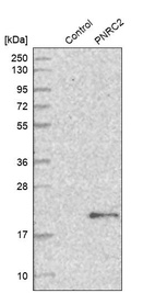 Anti-PNRC2 Antibody