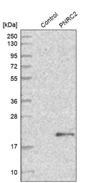 Western blot analysis in control (vector only transfected HEK293T lysate) and PNRC2 over-expression lysate (Co-expressed with a C-terminal myc-DDK tag (~3.1 kDa) in mammalian HEK293T cells, LY413562).