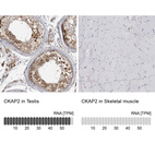 Anti-CKAP2 Antibody