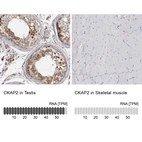Anti-CKAP2 Antibody