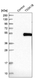 Western blot analysis in control (vector only transfected HEK293T lysate) and TSSK1B over-expression lysate (Co-expressed with a C-terminal myc-DDK tag (~3.1 kDa) in mammalian HEK293T cells, LY403140).