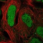 Anti-CAMTA2 Antibody