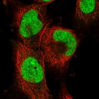Immunofluorescent staining of human cell line U-251 MG shows localization to nucleoplasm.