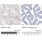 Anti-DMRT1 Antibody
