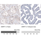 Anti-DMRT1 Antibody