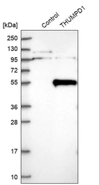Western blot analysis in control (vector only transfected HEK293T lysate) and THUMPD1 over-expression lysate (Co-expressed with a C-terminal myc-DDK tag (~3.1 kDa) in mammalian HEK293T cells, LY413587).