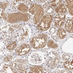 Immunohistochemical staining of human kidney shows moderate to strong cytoplasmic positivity in cells in tubules.