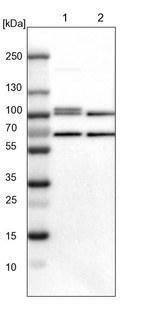 Lane 1: NIH-3T3 cell lysate (Mouse embryonic fibroblast cells)_br/_Lane 2: NBT-II cell lysate (Rat Wistar bladder tumour cells)