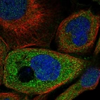 Immunofluorescent staining of human cell line A-431 shows localization to nucleoplasm & cytosol.