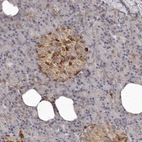 Immunohistochemical staining of human pancreas shows moderate cytoplasmic positivity in islets of Langerhans.