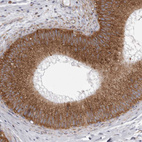 Immunohistochemical staining of human epididymis shows strong cytoplasmic positivity in glandular cells.