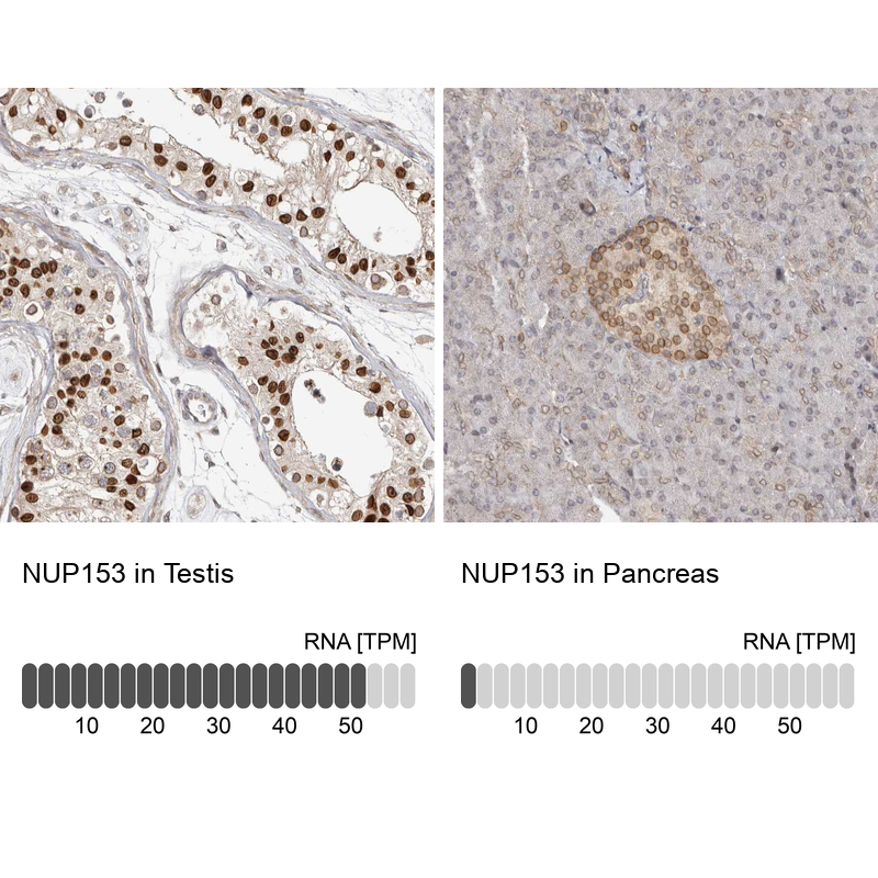 Anti-NUP153 Antibody