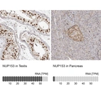 Anti-NUP153 Antibody