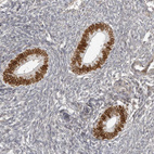 Anti-NUP153 Antibody