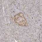 Immunohistochemical staining of human pancreas shows weak positivity in nuclear membrane in islets of Langerhans.