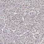 Immunohistochemical staining of human pancreas shows very weak positivity in nuclear membrane in exocrine glandular cells.